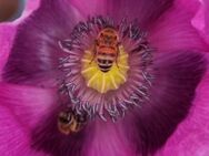 Schlafmohn (Papaver somniferum) - Horgenzell