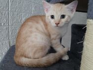Bkh -Mix kater - Berlin Marzahn-Hellersdorf