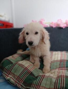 💛 Fröhlicher Welpe Kevin 💛 - Eislingen (Fils)