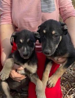 LUC & MOUSSY - wer sucht Doppelgespann? - Gevelsberg