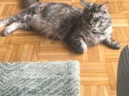 Maine Coon - Bochum
