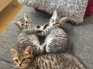 BKH Mix kitten - Beelen
