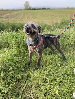 Wirbelwind Bruno sucht ein Zuhause! - Oberhausen