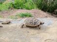 Griechische Landschildkröten Schildkröte Testudo NZ22 NZ23 Schildkröten in 36041