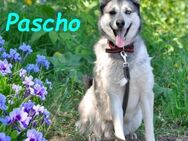 Pascho sucht sportliche Rassekenner 3/22 - Ruppertsecken