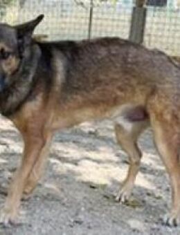 Trueno, anhänglich sucht Familie - Niedereschach