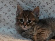 Baby Katzen - Solingen (Klingenstadt)