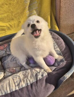 Theo 3,5 Monate Kleinspitz - Kassel