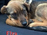 ELZA ❤ sucht Zuhause oder Pflegestelle - Langenhagen