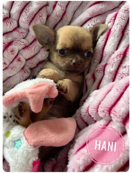 Traumhafte Chihuahua Welpen aus seriöser Zucht mit Ahnentafel - Wiedergeltingen