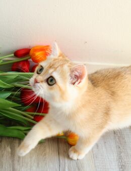 Reinrassige BKH Katze ny 12 black golden shell Stammbaum - Hof