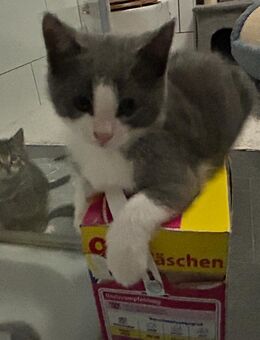 Sise Katzenbaby suchen neues Hause - Bad Wildbad