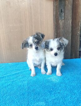 Mischlinge - Barby (Elbe) Lödderitz