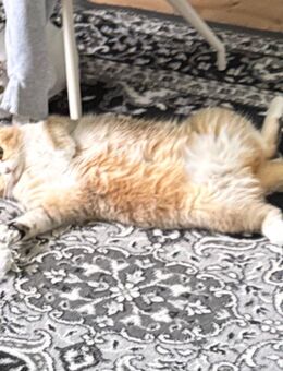 Scottish Kater kastriert abzugeben - Kreuztal