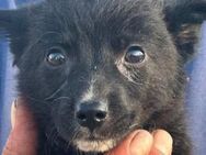 RM 61 ist ein liebes Hundekind 🐾 - Elsdorf (Nordrhein-Westfalen)