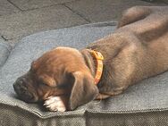 Rhodesian Ridgeback Welpen suchen ihr 5Sterne Hotel - Pforzheim