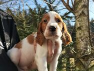 Irish Red and White Setter welpen - Bedburg