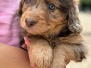 Aussiedoodle, Welpen - Aurich