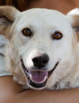 Lola 💗 intelligente, verschmuste Hündin - Hamburg