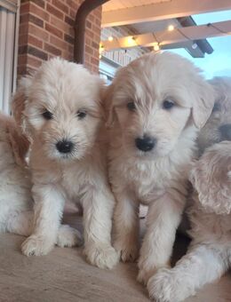Goldendoodle F1b - Bad Essen