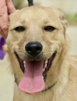 Chachi, aufgeweckt, offen, sozial - Westerholt