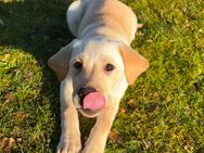 Labrador Welpe - Fürstenau