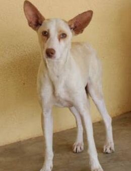 Yakira sucht einfühlsame Menschen - Niedereschach