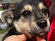 Hundebaby LEA sucht Familie - Gefrees