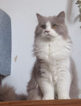 Britisch Kurzhaar KATER sucht neues Zuhause - München