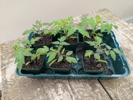 Tomaten Pflanzen selbst gezogen - Wachtberg