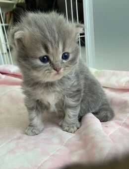 BKH BLH Kitten - Remscheid
