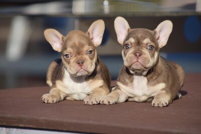 Französisch Bulldog Babys