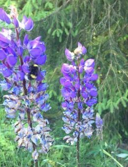 Blaue Lupine Lupinensamen winterhart Hummeln insektenfreund Biene blau lila Saatgut Samen lockt Hummeln an Blütendolden wildflower für Garten und Balkon Geschenk flower SWR Vatertag Blumenwiese - Pfedelbach