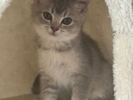 BKH Kitten Weibchen - Berlin Spandau