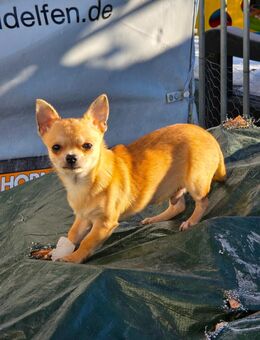 Chihuahua Rüde "Chase" - Hellenthal