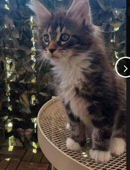 **Traumhafte MC Kitten im absoluten Wildlook - Frankfurt (Main) Heddernheim