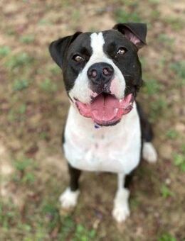 DURK & GAEL - suchen gemeinsam !!! - Kempen