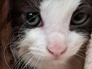 Langhaar(Angora)-EKH-Mix, Mischling, Katzenbabies Katzenbabys Katzenkinder Babykatzen in gute Hände abzugeben - Lüdinghausen