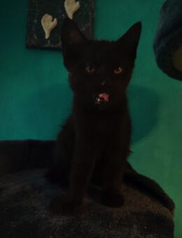 Main coon Mix 12 Wochen - Wuppertal