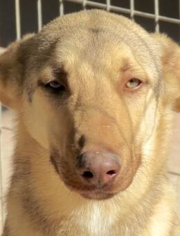 Xorn -verspielt und aufgeschlossen- - Oldenburg