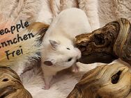 Junge Goldhamster Männchen - Baunatal