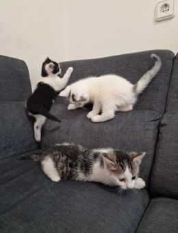 Kätzchen zuverkaufen - Otterbach