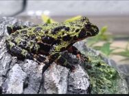 Chinesische Rotbauchunken- Bombina Orientalis - Chemnitz