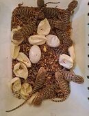 Bartagamen (Schlupftermin 05.11.2025) zu verkaufen in 75056