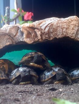 Griechische Landschildkröten, testudo hermanni boettgeri - Fürth