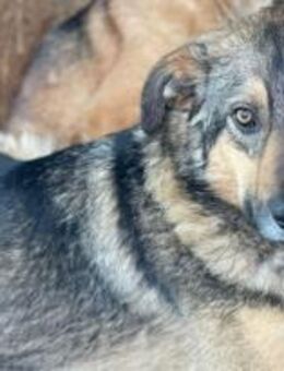 Armani - der treue Begleiter 🐾 - Elsdorf (Nordrhein-Westfalen)