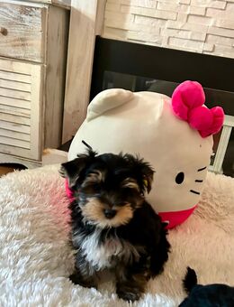 Yorkshire Terrier Mini Welpen - Osterholz-Scharmbeck
