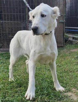 Hofeherke von kettenlos - Bollingstedt