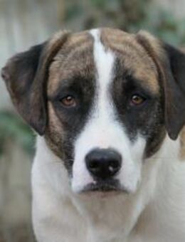 schüchterne TARA sucht Sicherheit - Kallmünz