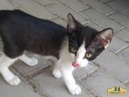 Merlin & Lia- Kleines Kittenpärchen - Bad Camberg